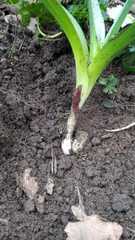 Colchicum multiflorum
