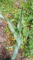 Colchicum multiflorum