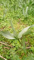 Colchicum multiflorum
