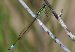 Ischnura saharensis
