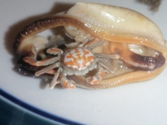 Nepinnotheres novaezelandiae