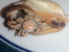 Nepinnotheres novaezelandiae