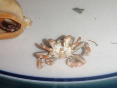 Nepinnotheres novaezelandiae