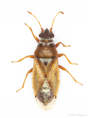 Cymus melanocephalus