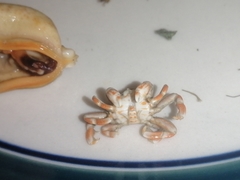 Nepinnotheres novaezelandiae