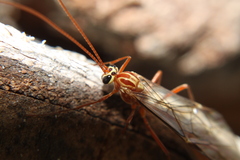 Ophion luteus