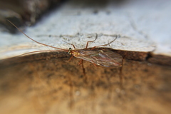 Ophion luteus