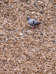Columba livia