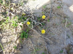 Launaea procumbens