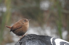 Troglodytes pacificus pacificus