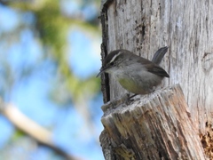 Thryomanes bewickii calophonus