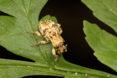 Brachyolus punctatus