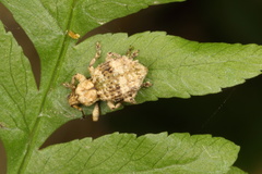 Brachyolus punctatus