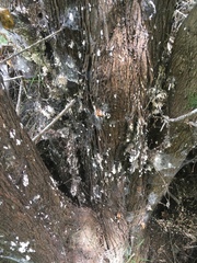 Coelostomidia wairoensis