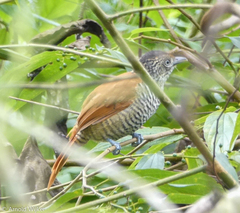 Thamnophilus palliatus