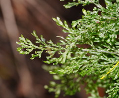 Hymenophyllum australe
