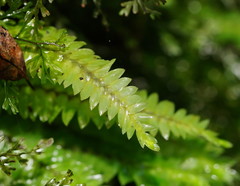 Cyathophorum bulbosum