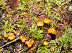 Xeromphalina leonina