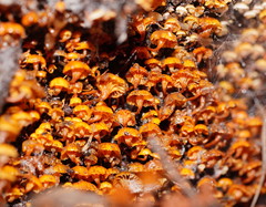 Xeromphalina leonina