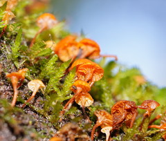 Xeromphalina leonina