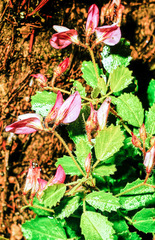Ononis rotundifolia