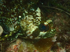 Chironemus maculosus