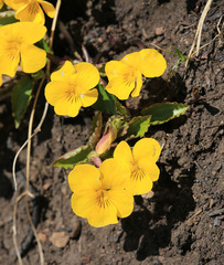 Viola xanthopetala