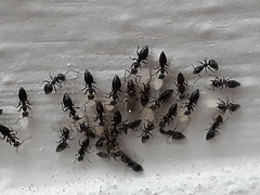 Technomyrmex difficilis