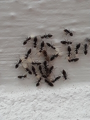 Technomyrmex difficilis