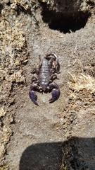 Cheloctonus anthracinus