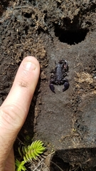 Cheloctonus anthracinus