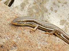 Heremites vittatus