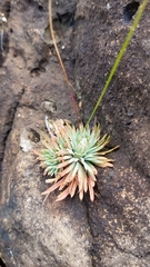 Psammotropha mucronata