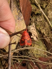 Matsumursine horishanella