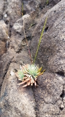 Psammotropha mucronata