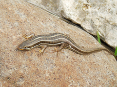 Heremites vittatus
