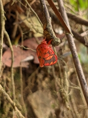 Matsumursine horishanella