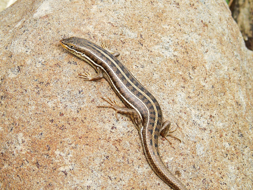 Bridled Mabuya, Heremites vittatus