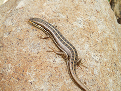 Heremites vittatus