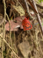 Matsumursine horishanella