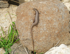 Heremites vittatus
