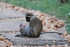 Chlorocebus tantalus