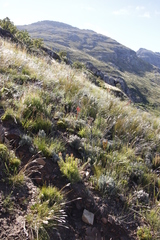 Syncarpha gnaphaloides