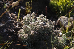 Syncarpha gnaphaloides