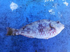 Sparisoma chrysopterum