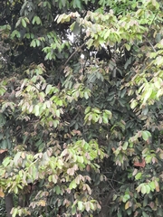 Ficus vasculosa
