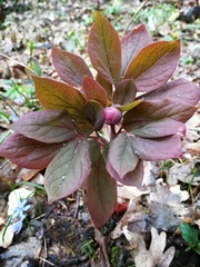 Paeonia caucasica