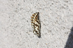 Melitaea didyma