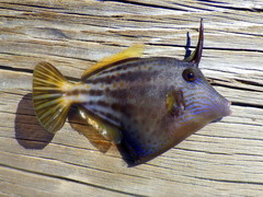 Cantherhines pullus