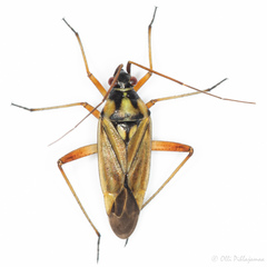 Calocoris roseomaculatus angularis